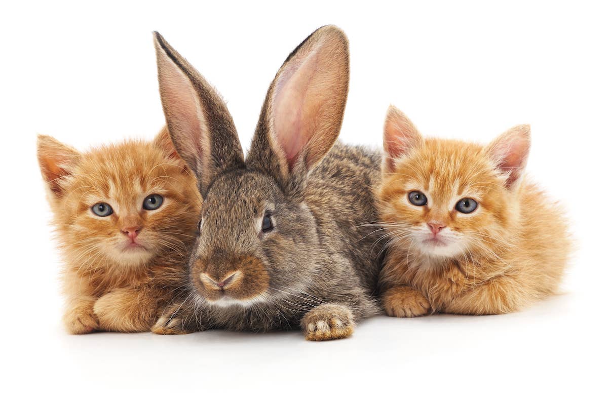 Fresh Look at Rescue Rabbit Steps Up To Become Sweetest Foster Mom To