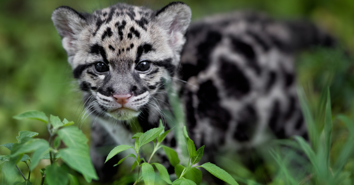 シム・シメール、【THE LITTLE CLOUDED LEOPARD】 シム・シメール、【THE LITTLE CLOUDED LEOPARD】