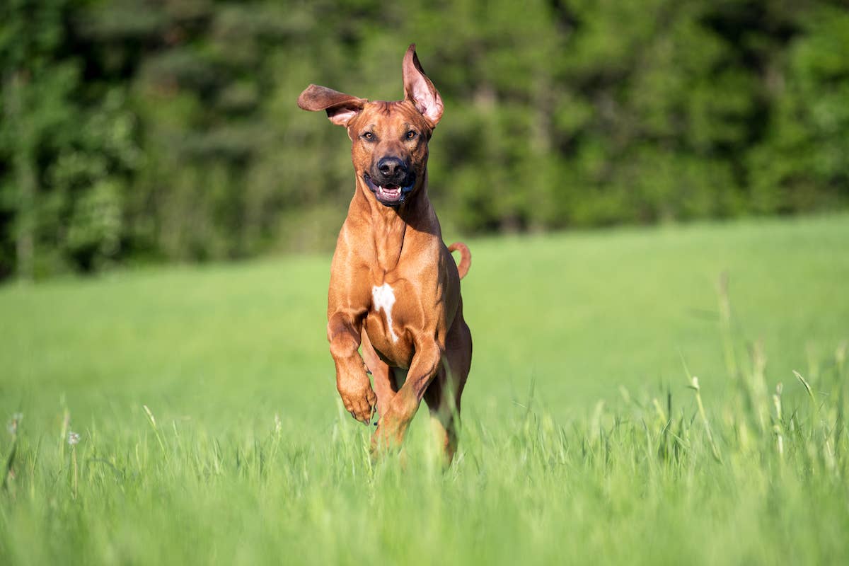 Heeler and Rhodesian Ridgeback Team Up to Play 'Chase' with Emu and It ...