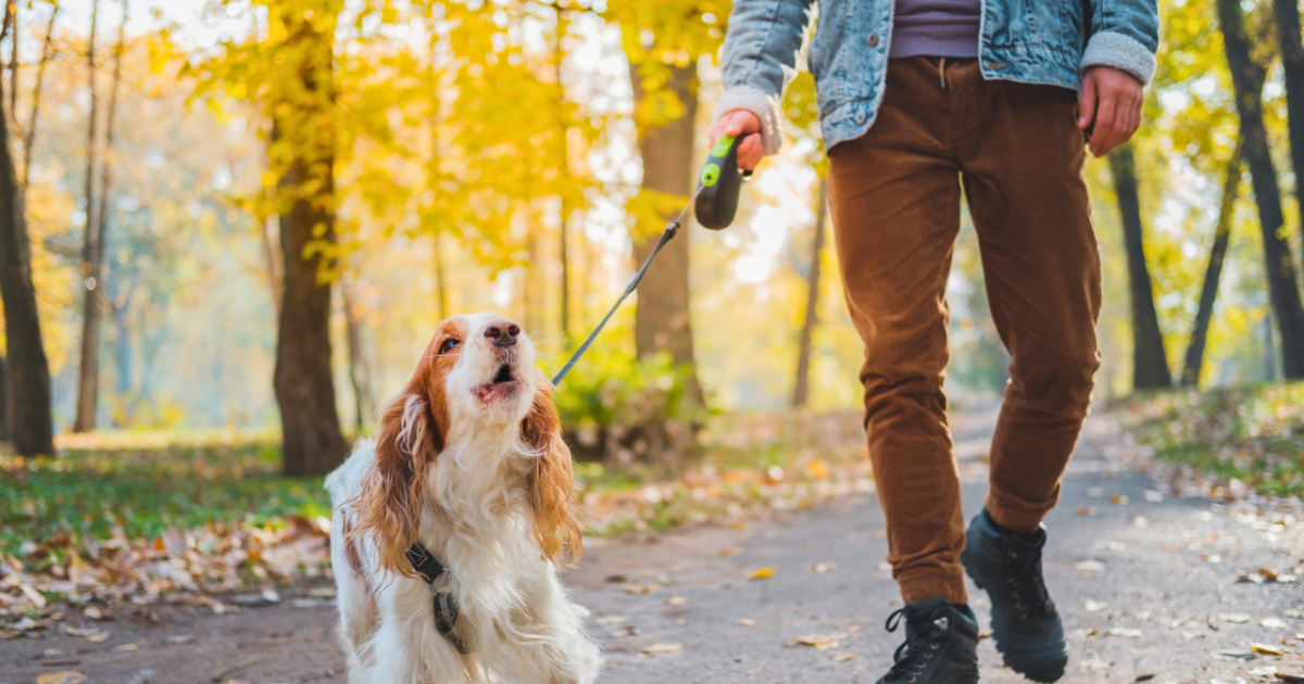 How to pair collars with dog clothes