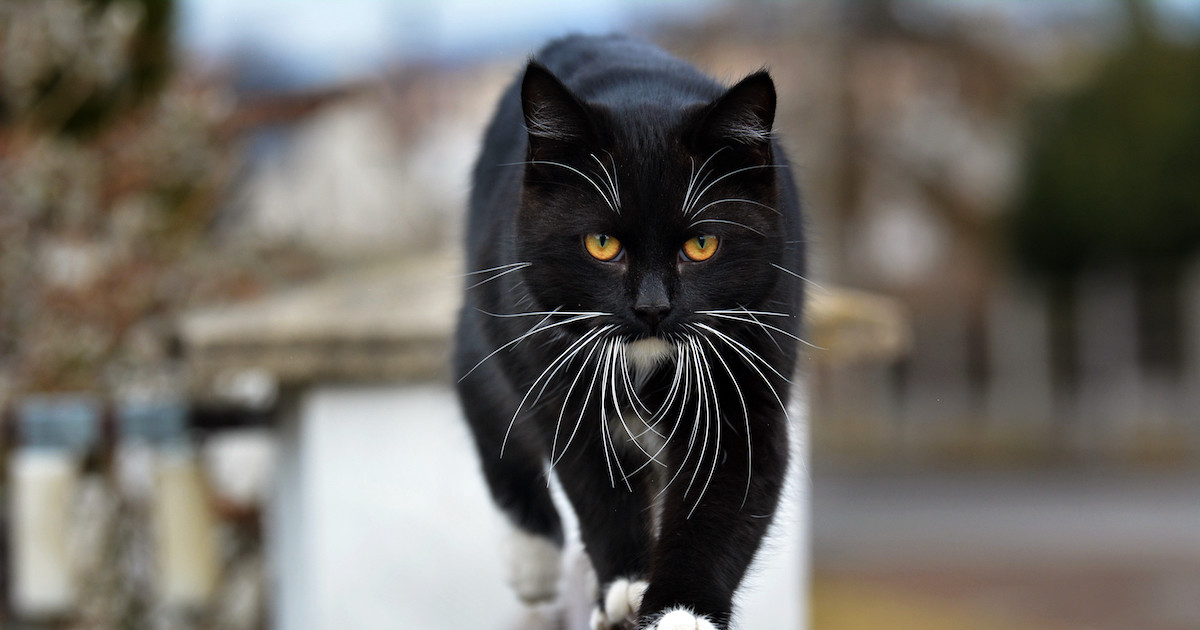 Black Cat's Walking Pad Technique Will Leave You Questioning Everything You Know About Exercise - PetHelpful