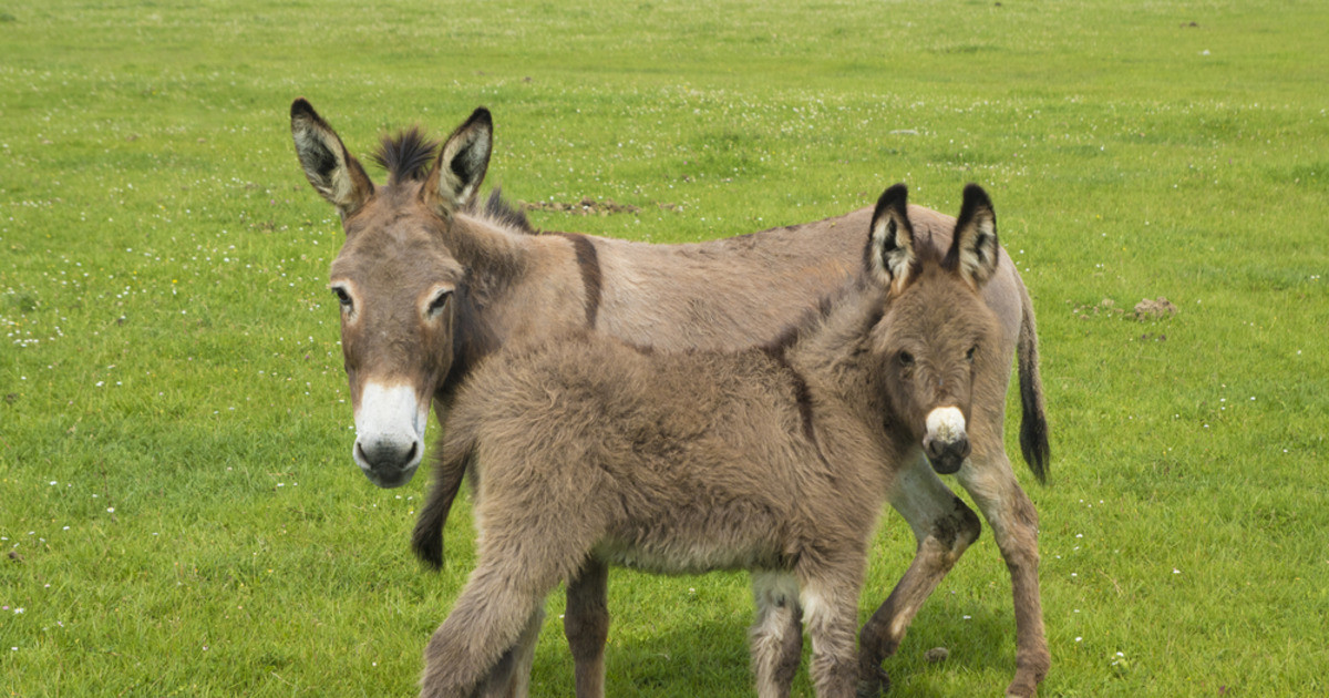 Donkey ‘Drops Off’ Baby with Human Mom After Apparently Needing a Break - PetHelpful