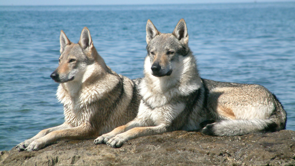 Wolfdogs: The Hybrid Some State Laws Restrict - PetHelpful, image size:1200x675