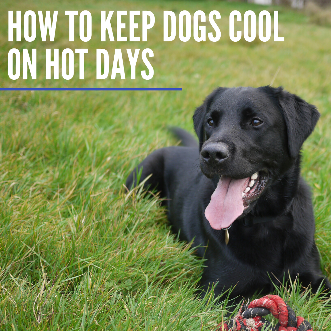 Can Dogs Survive 40 Degree Weather: Essential Survival Tips