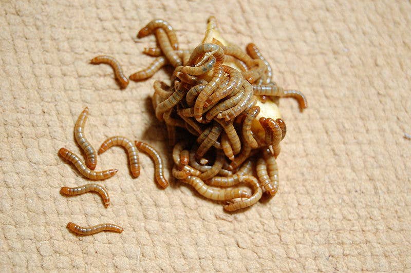 Do Mealworms Need to Be Refrigerated: Essential Storage Tips