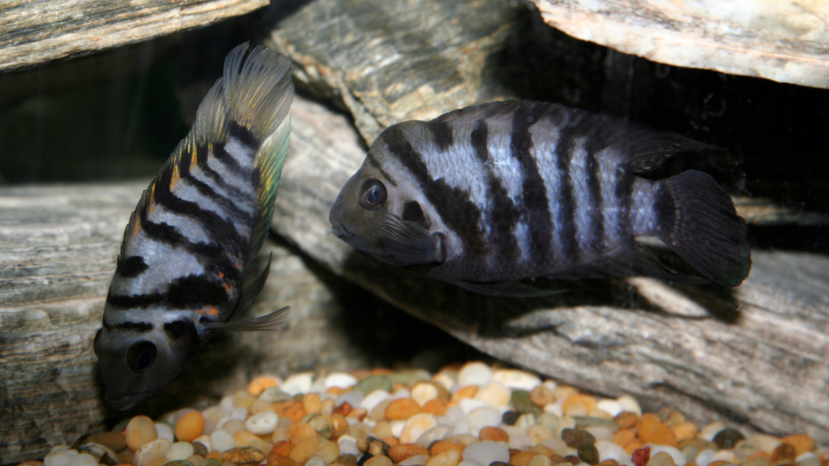 Cichlid Fry Hiding Places: Top Safe Spots for Healthy Growth