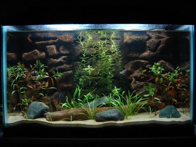 Best Species for an Aquarium With Live Plants: Ultimate Guide