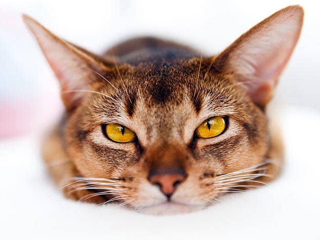 Why Does My Cat Purr Grooming: Surprising Reasons Explained