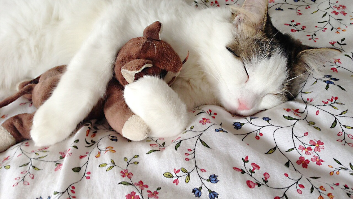 Do Cats Get Distemper: Essential Facts Every Cat Owner Must Know