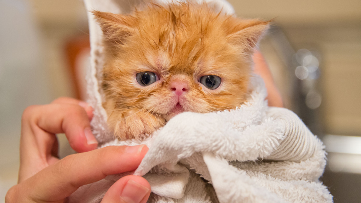 How Often Do Cats Need a Bath: Essential Grooming Tips Revealed