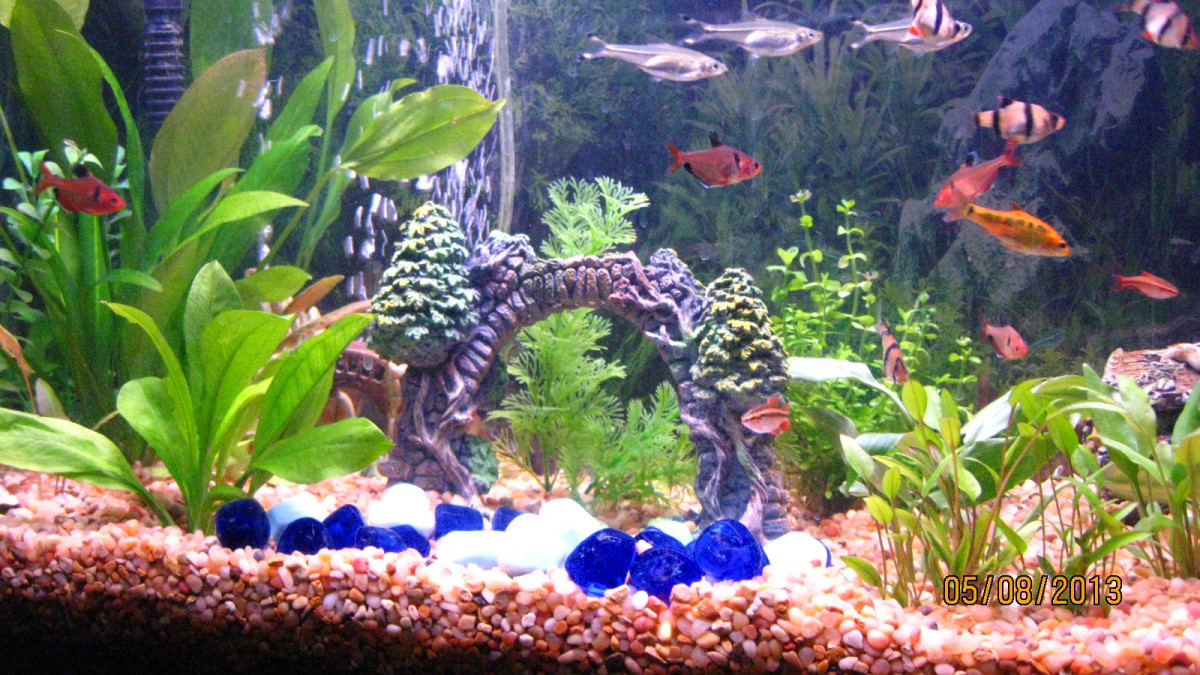 Freshwater Fish Tank Setup Checklist: Ultimate Guide for Beginners