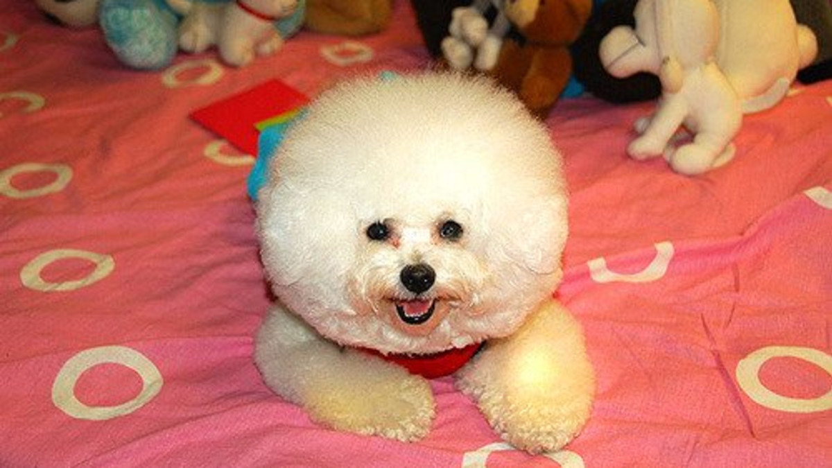 Tiny Fluffy Dog Breeds: Discover Adorable Companions