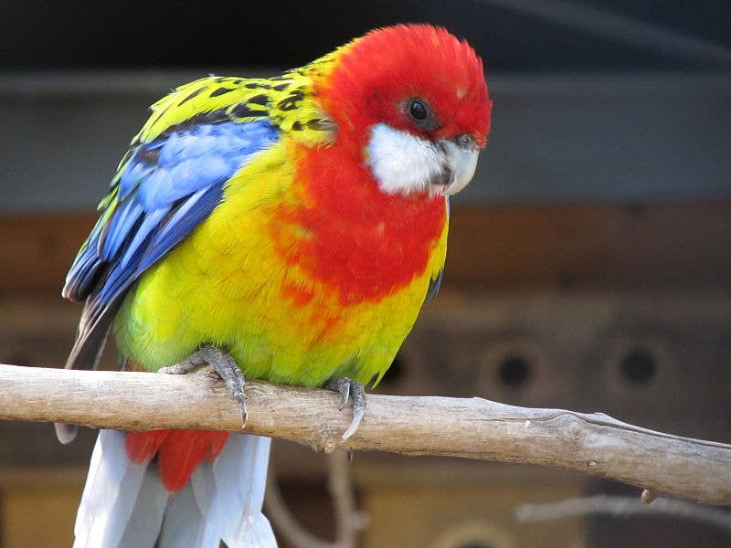 What are Some Types of Exotic Birds: Stunning Species You Must See