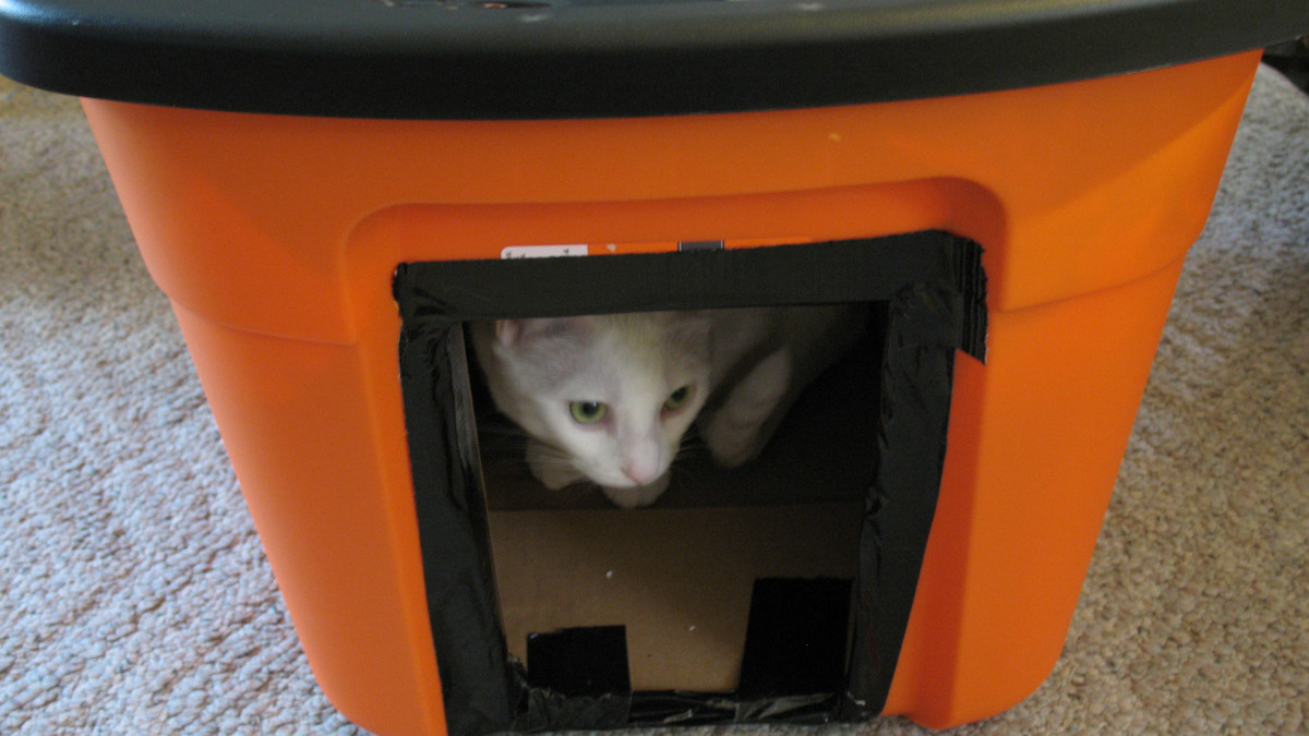 How Can I Help a Stray Cat in the Winter: Essential Life-Saving Tips