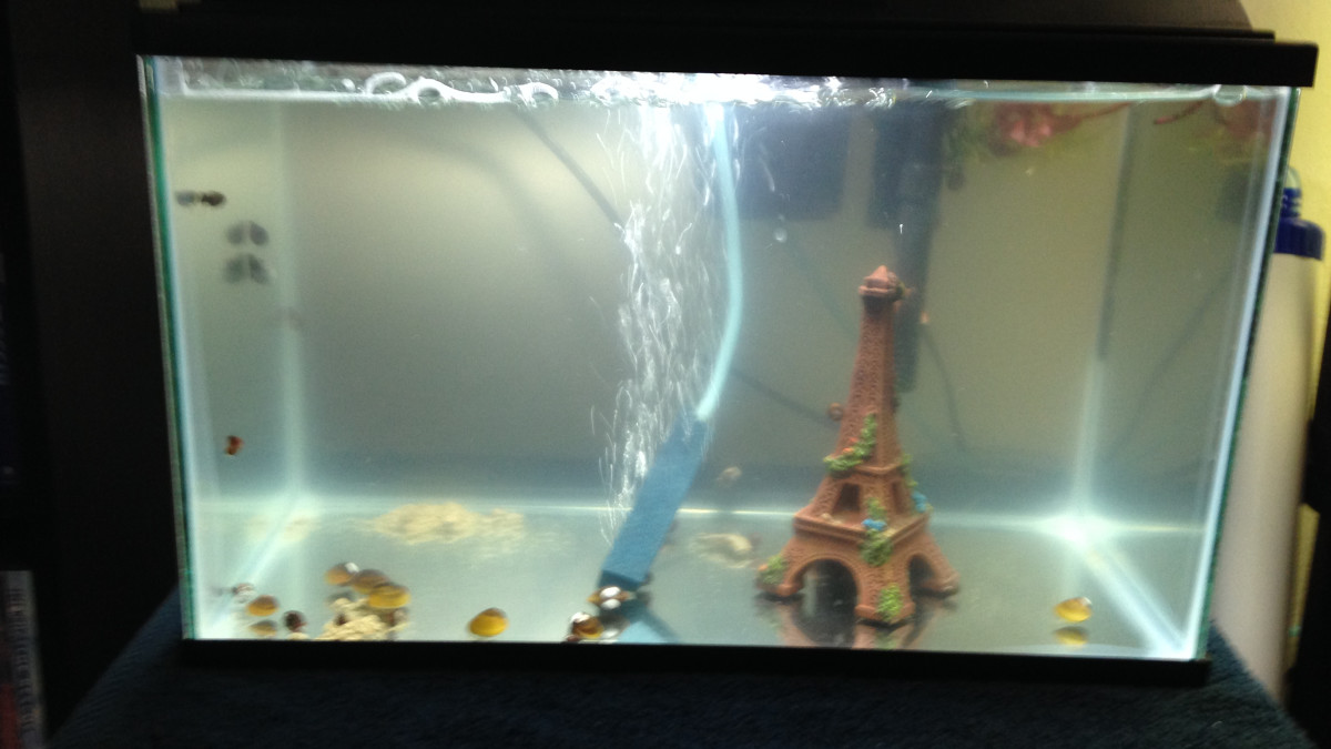 Aquarium for Freshwater Invertebrates: Ultimate Care Guide & Tips