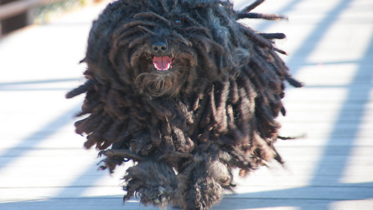 Hungarian Dog Breeds: Discover Unique Canine Heritage