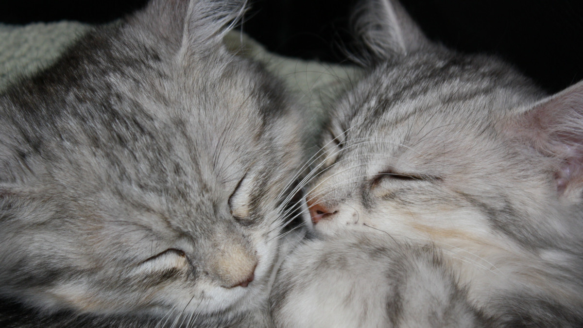 Siberian Cats for Adoption: Find Your Perfect Furry Friend Today