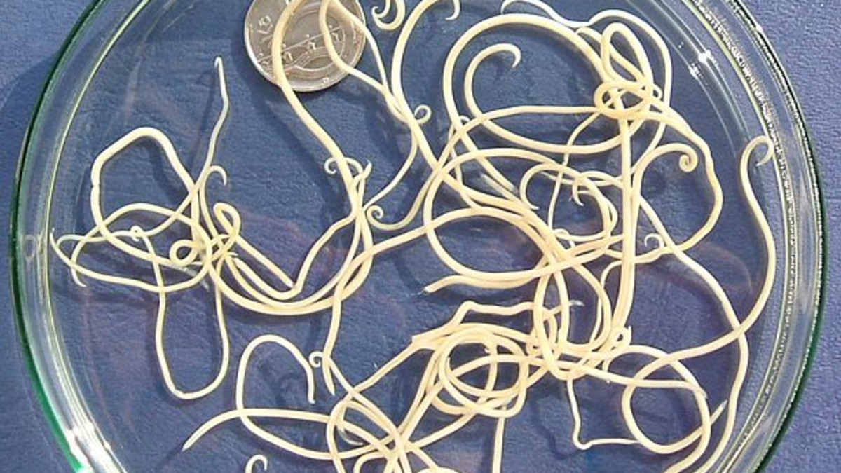 How to Tell What Type of Worms My Dog Has: Expert Guide