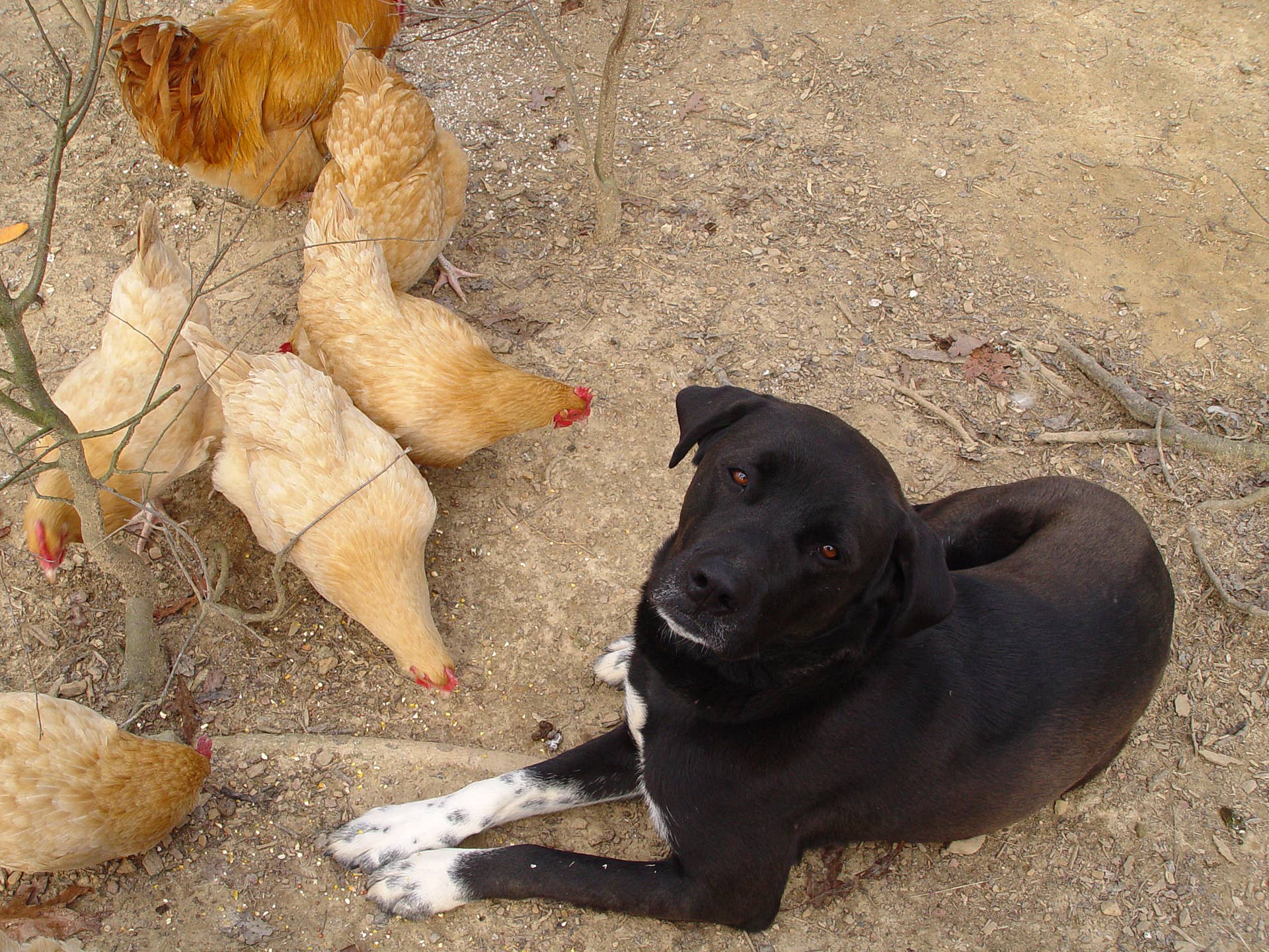 How to Train Dog to Protect: Expert Tips for Effective Guarding