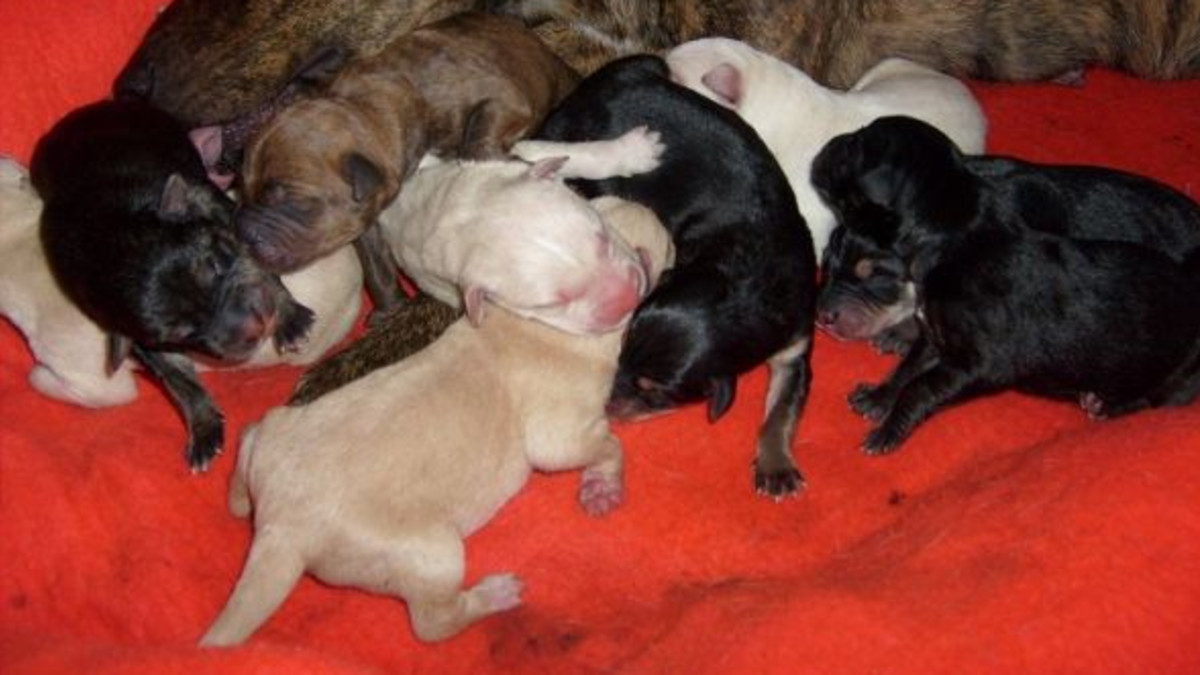 Pit Bull Puppies From Birth to Six Weeks - PetHelpful