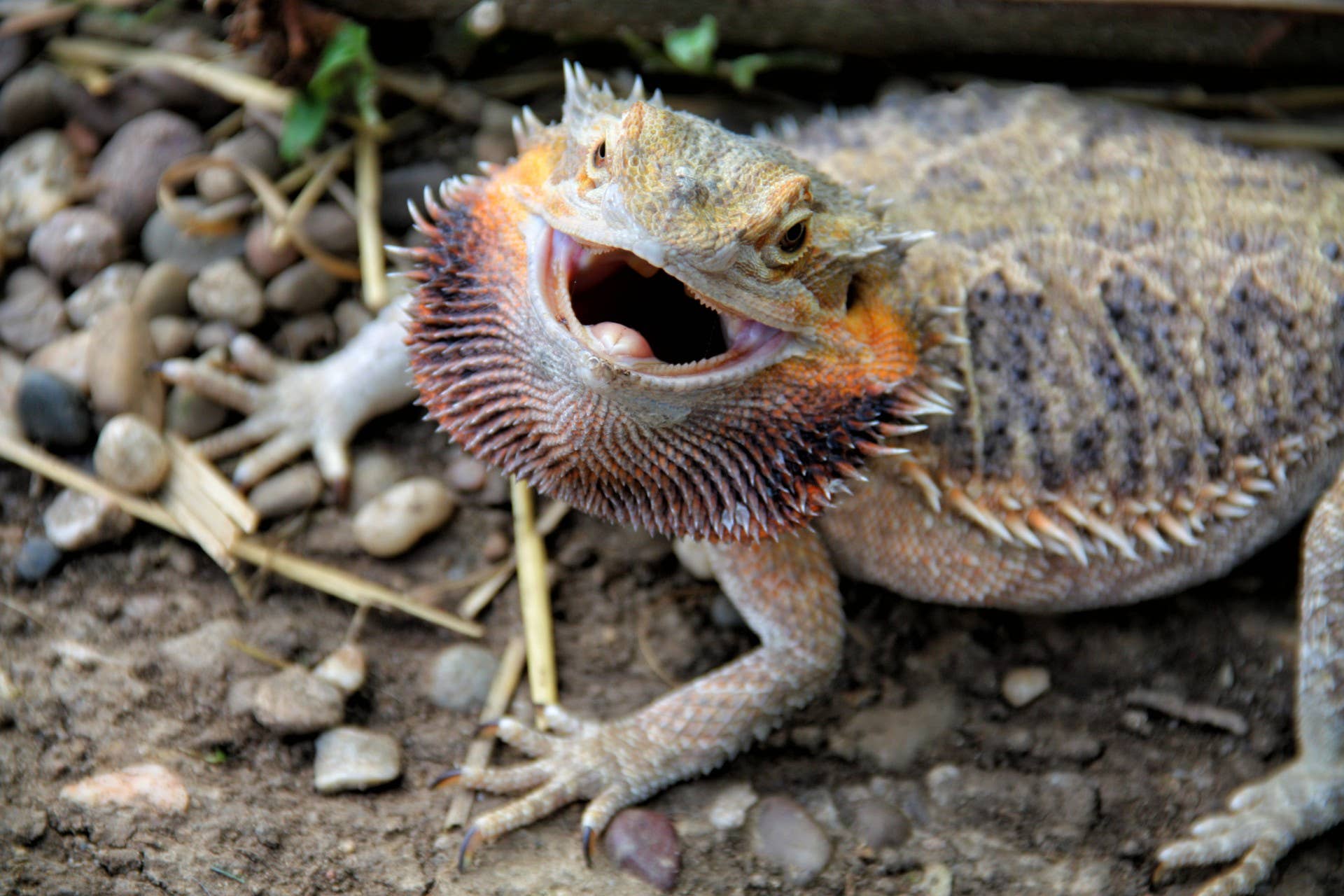 How to Care for a Bearded Dragon: Expert Tips