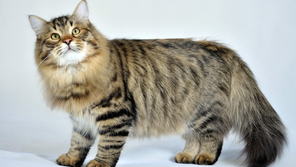 Himalayan Cat Health Problems: Essential Care Tips