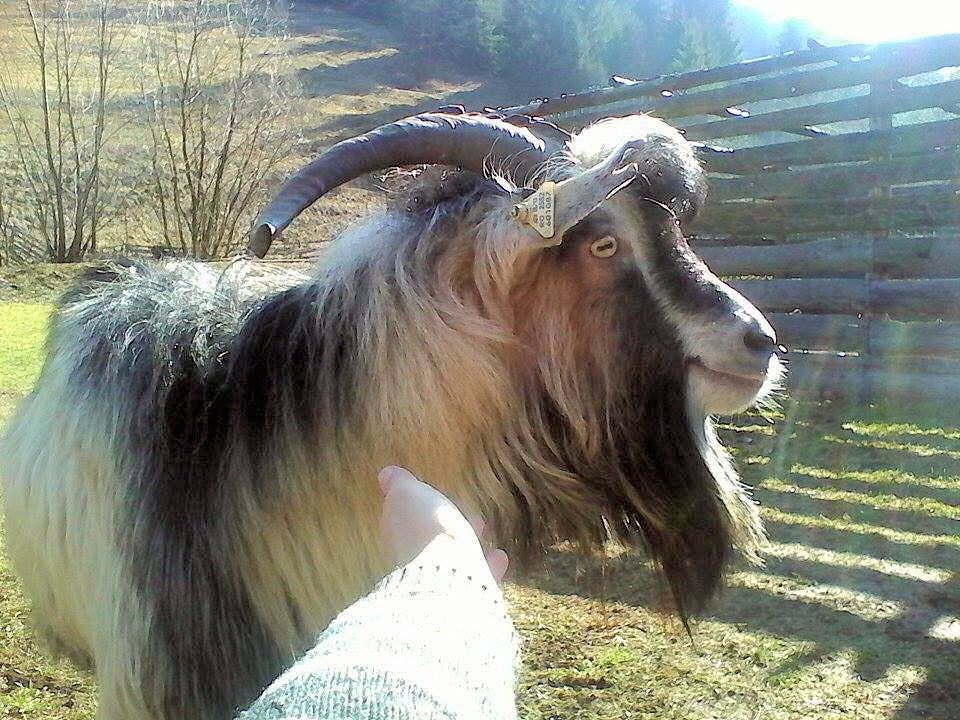 Can You Train a Goat Like a Dog? Surprising Tips Revealed
