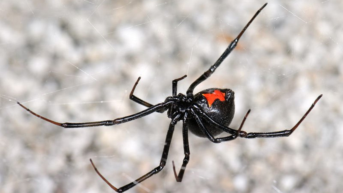 How to Care for a Pet Black Widow Spider - PetHelpful, image size:1200x675