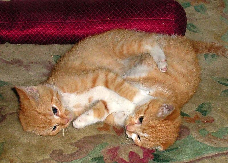 Why Do My Boy Cats Groom Each Other: Surprising Reasons Explained