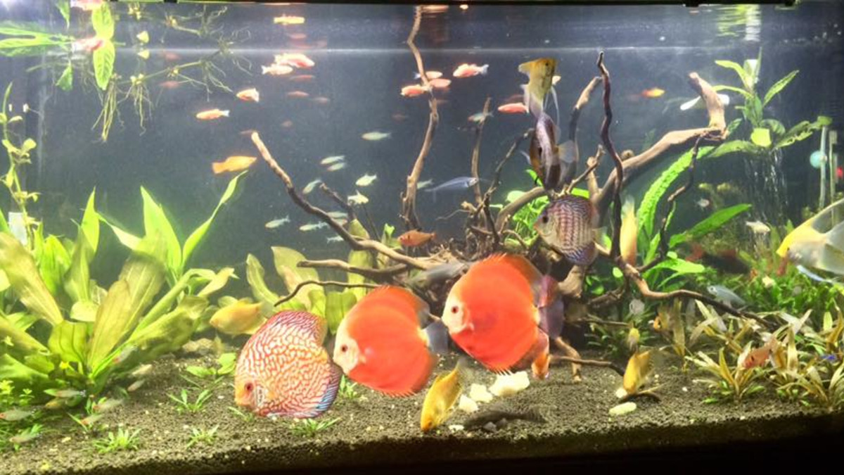 How to Keep Fish Species Happy in an Aquarium: Expert Tips