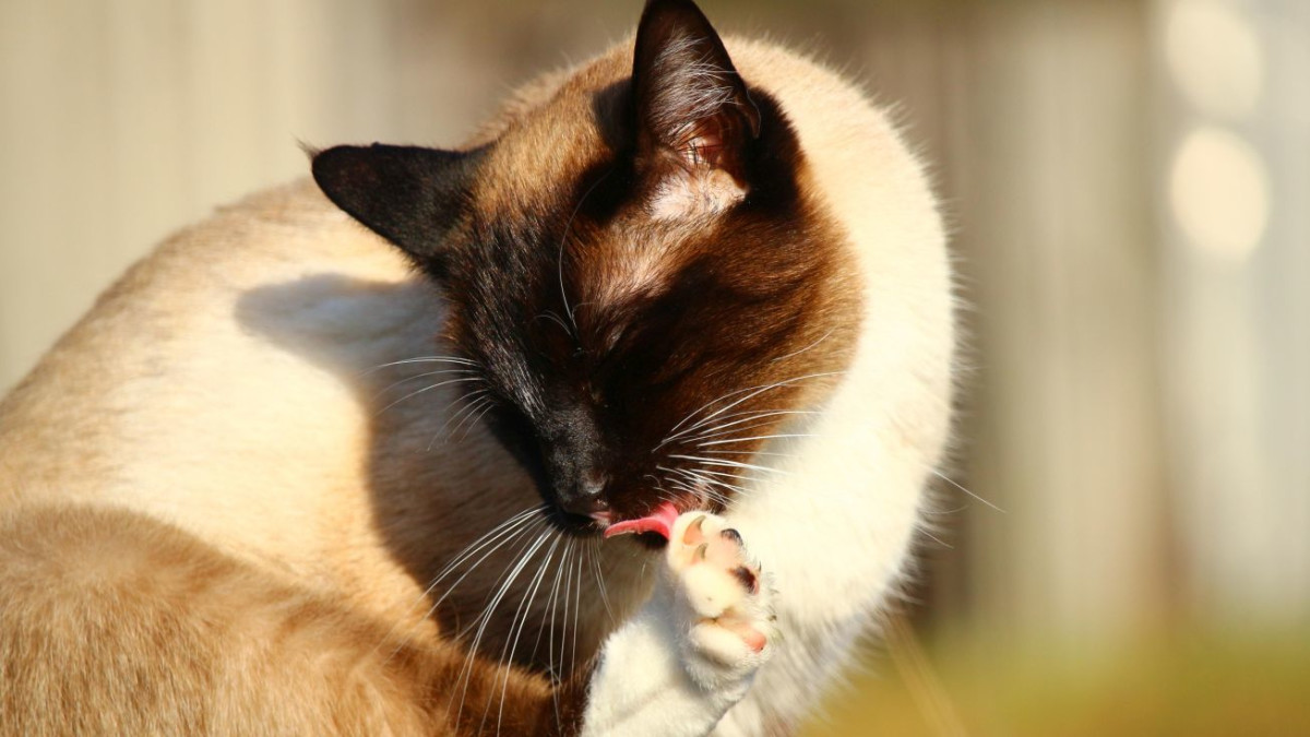 Cat Grooms Herself on Me: Heartwarming Bond Explained