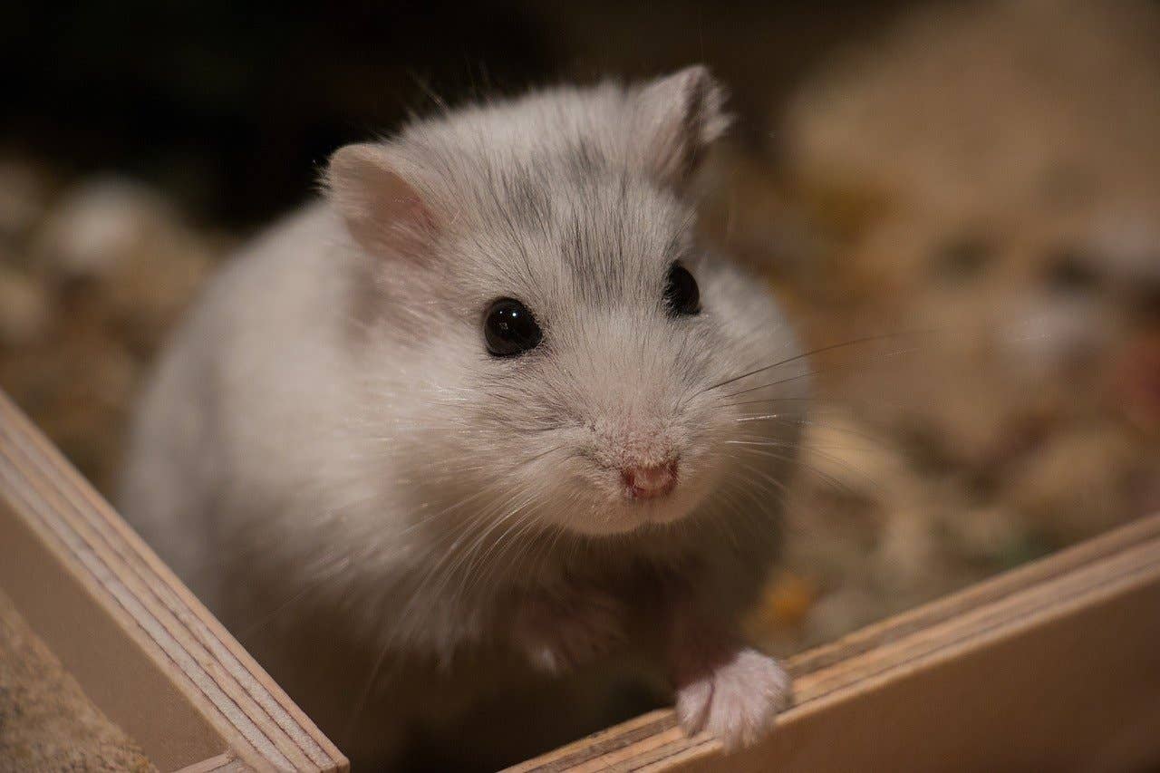 Can Hamsters Play With Cat Toys: Safe or Risky for Your Pet?