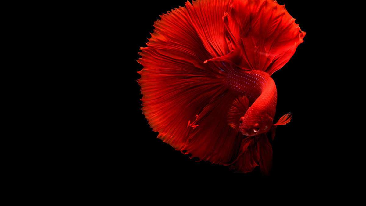 Betta Bloodline Keeping Tips: Ultimate Guide for Healthy Fish