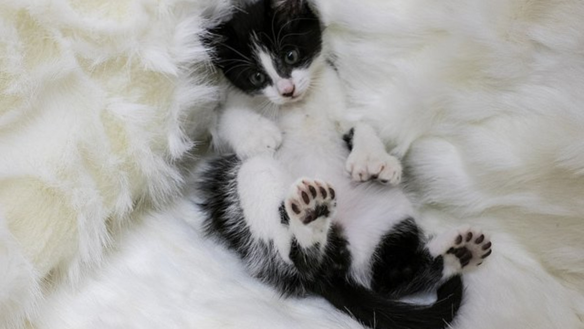 Polydactyl Cat Breeds: Fascinating Feline Phenomenon