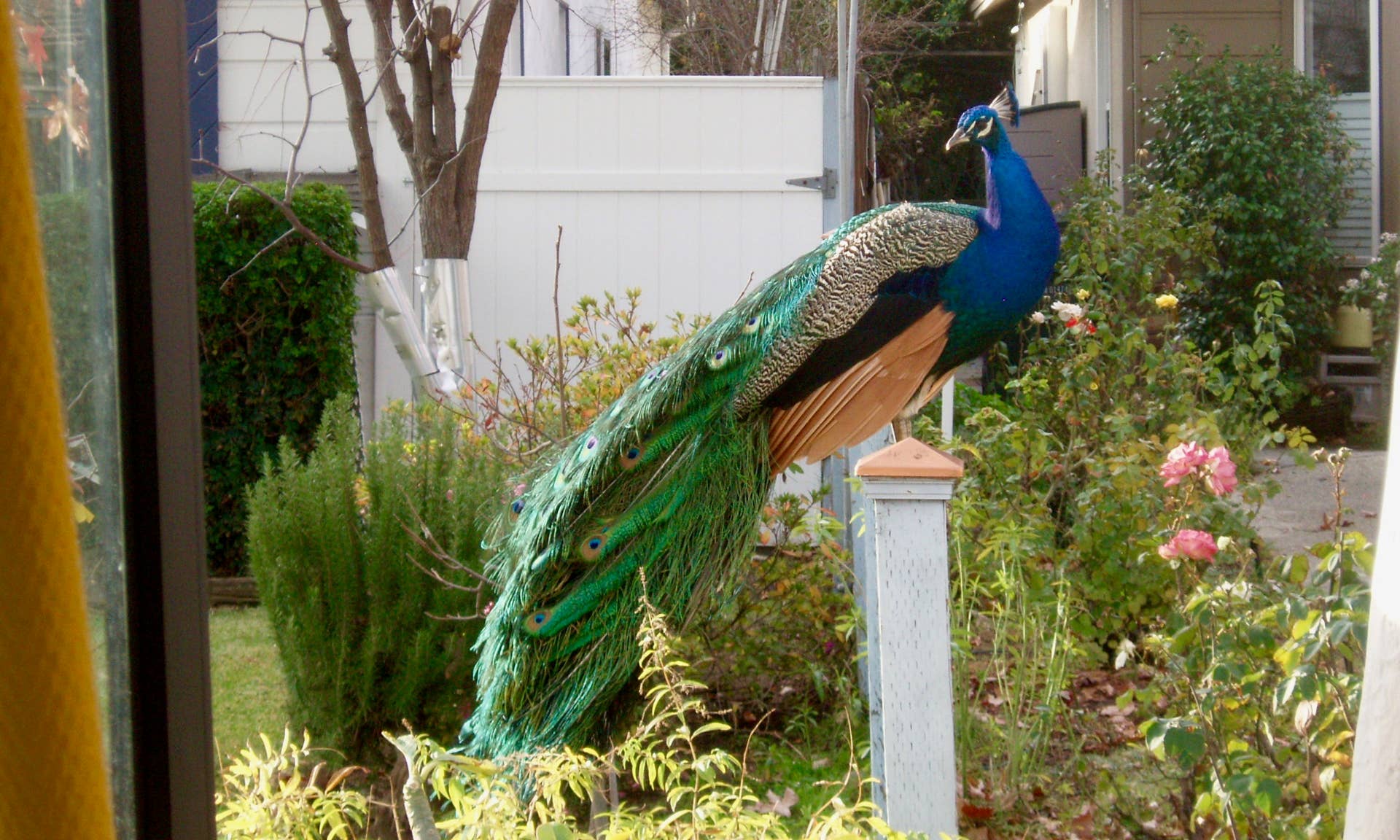 Is Peacock a Perching Bird: Surprising Facts Revealed