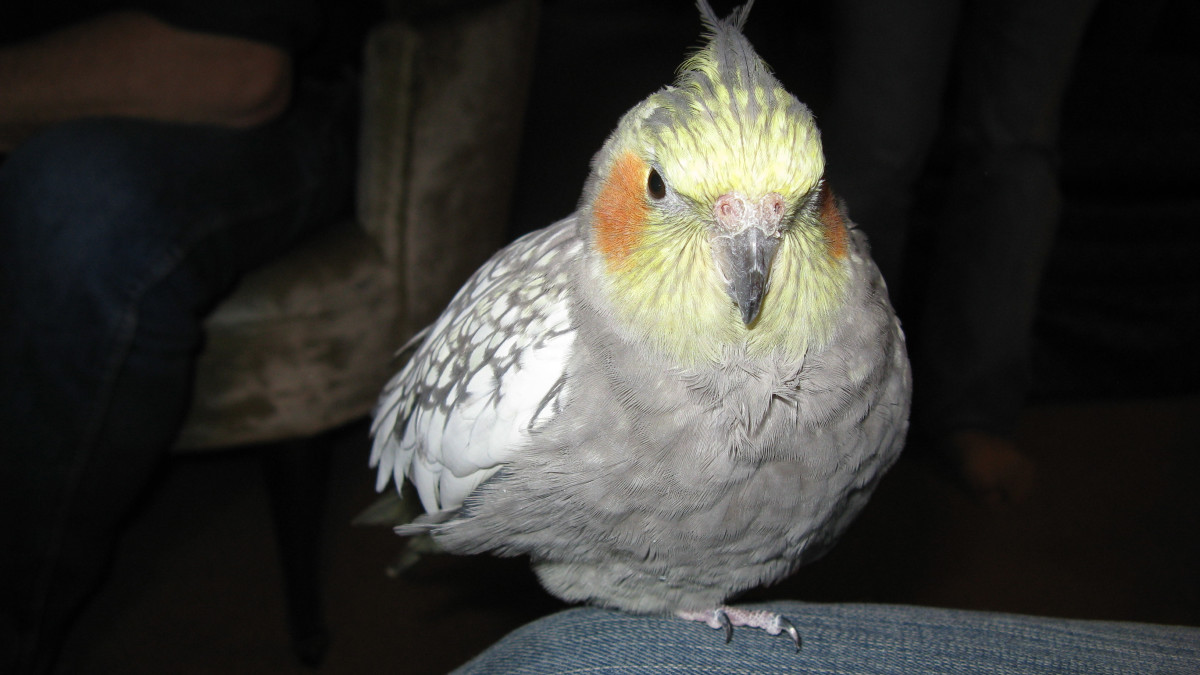 How to Take Care of a Cockatiel Bird: Essential Tips for Beginners