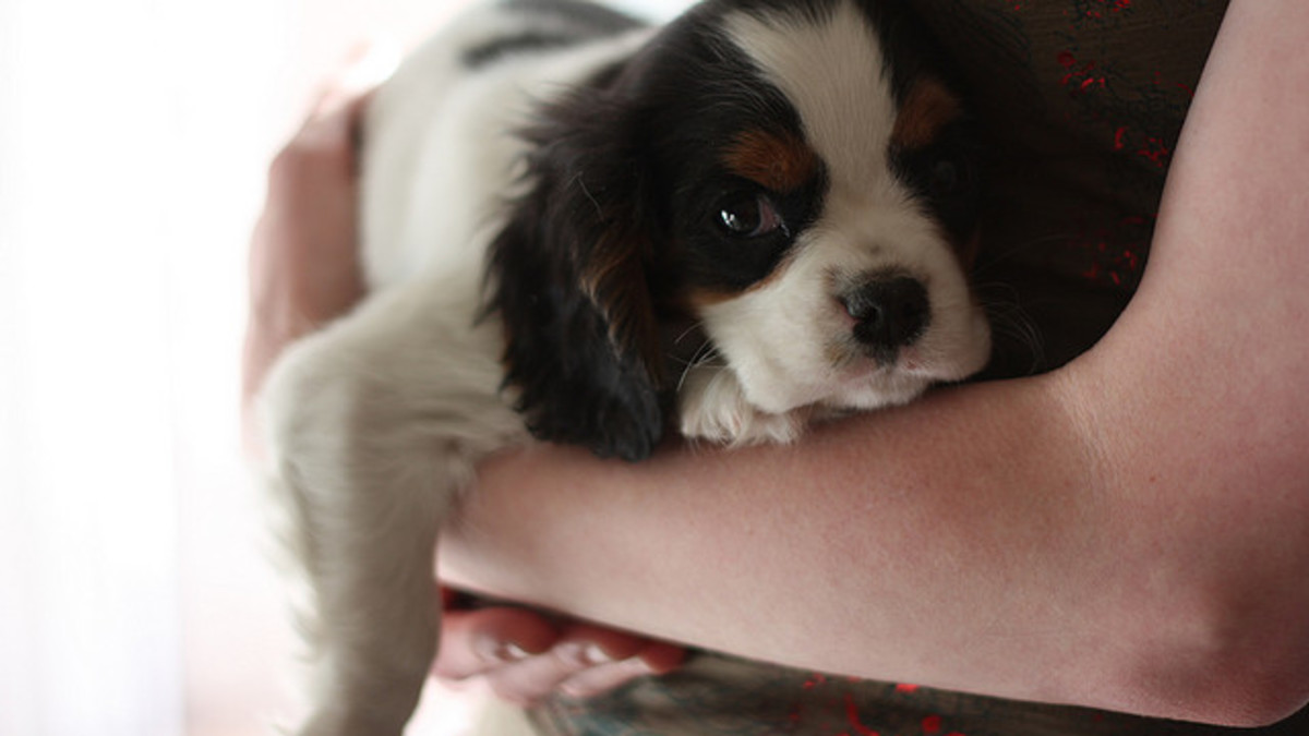 Most Affectionate Dog Breeds: Heartwarming Companions