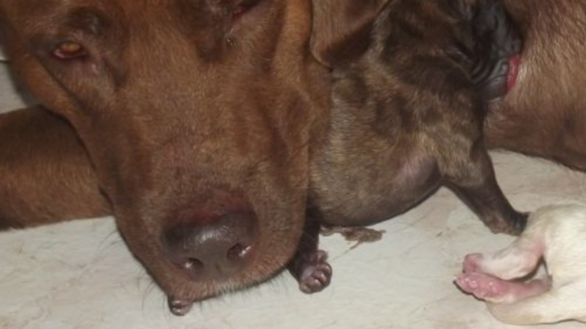 What to Feed Nursing Dog to Increase Milk Naturally: Top Foods Revealed