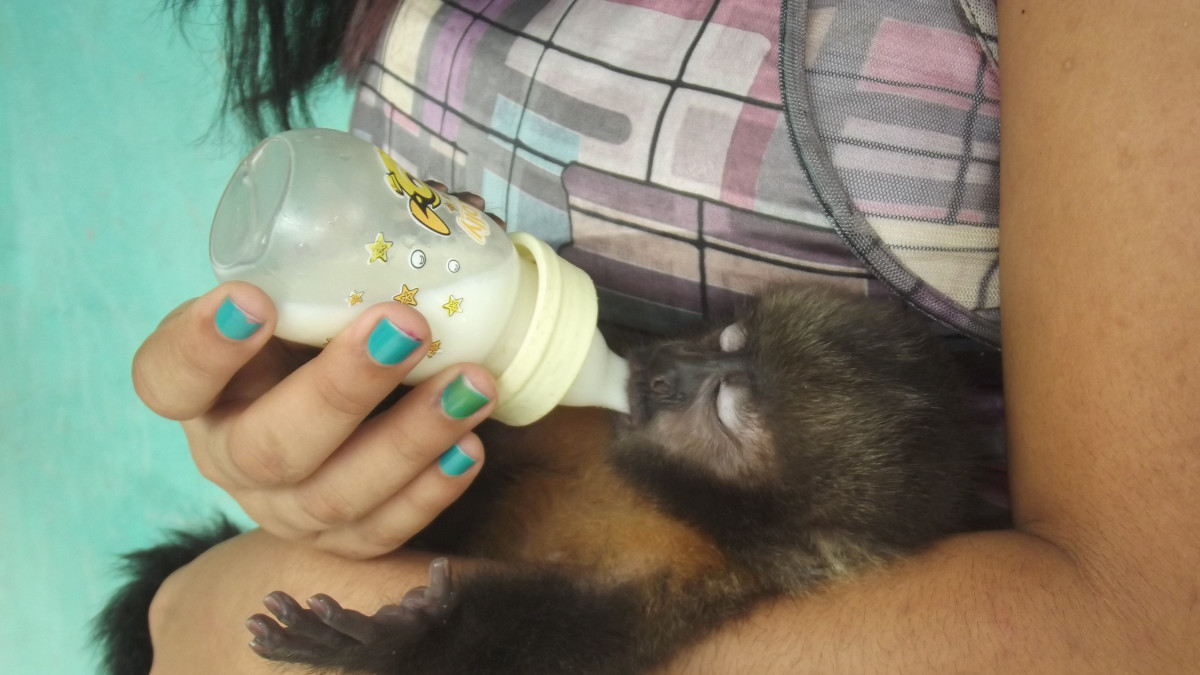 How to House Train a Pet Monkey - PetHelpful, image size:1200x675