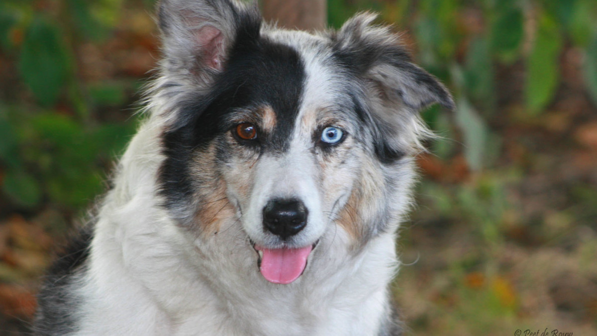 Blue-Eyed Dog Health Problems: Essential Care Tips
