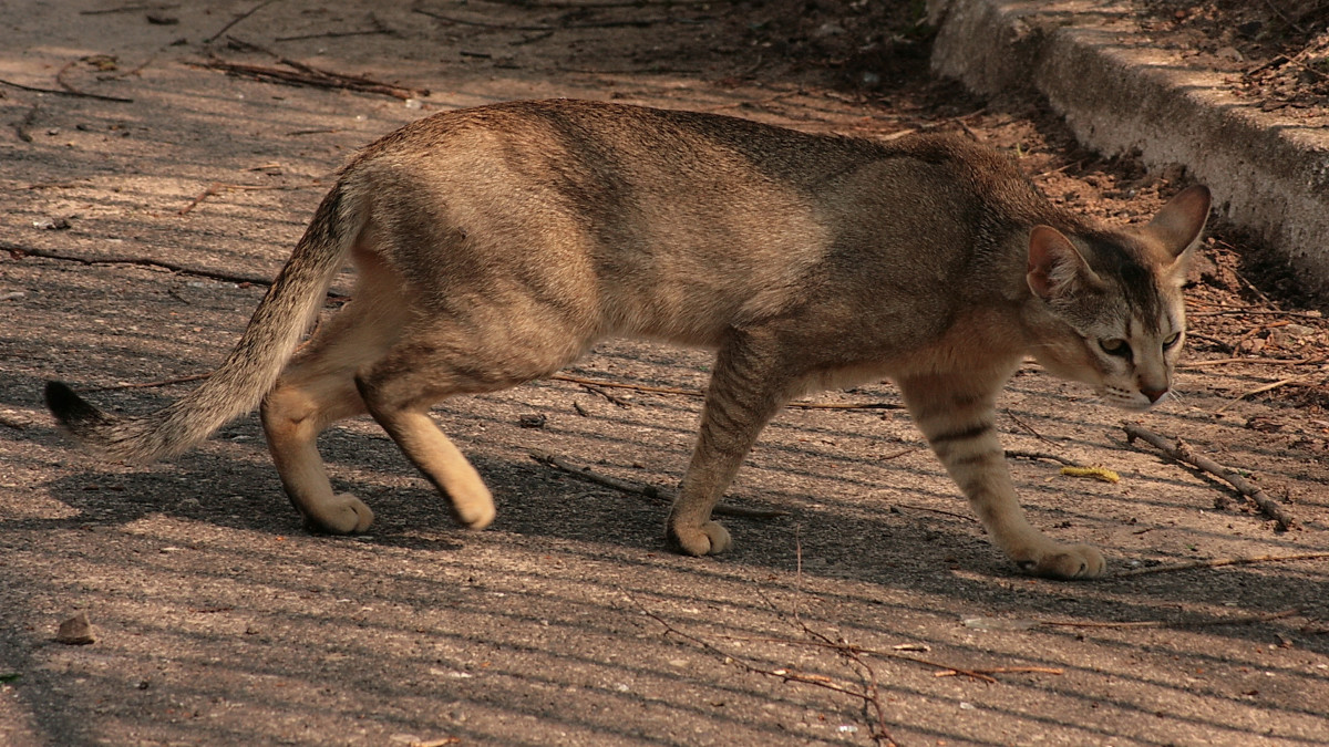 Chausie Cat Breeds: Discover Exotic Feline Elegance