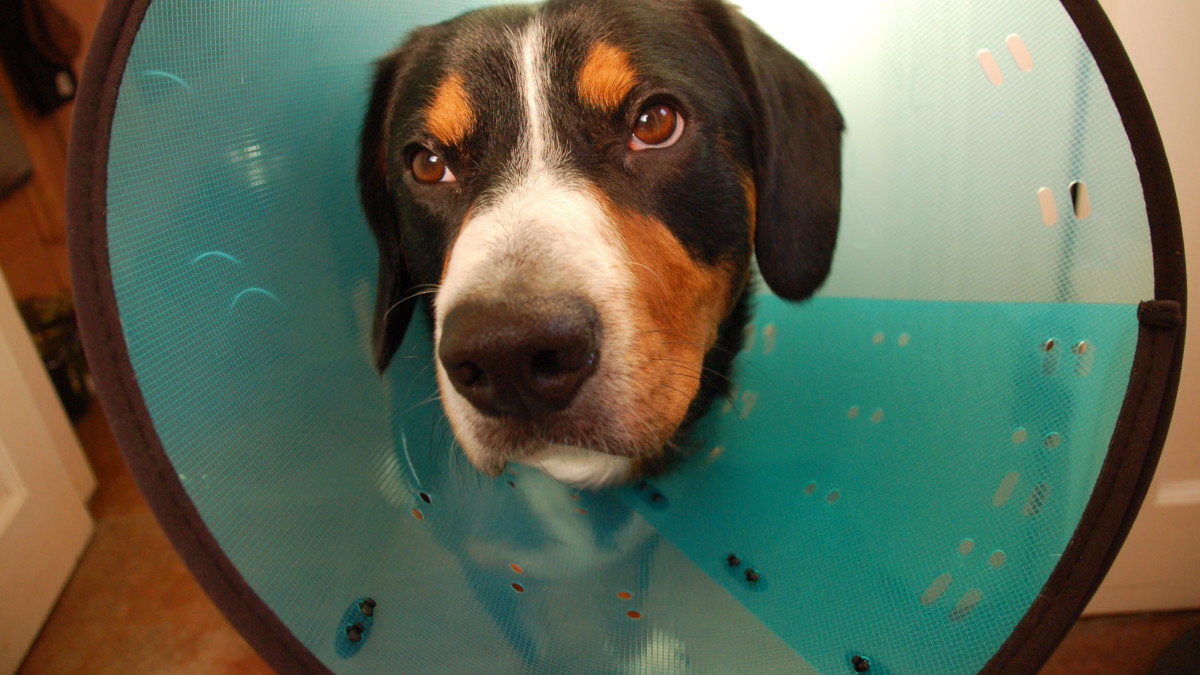 Should My Dog Sleep With His Collar on? Essential Safety Tips