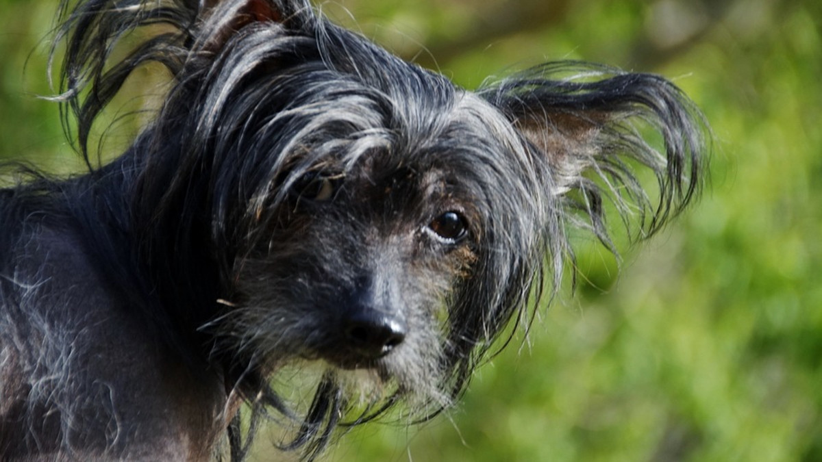 Most Unusual Dog Breeds: Discover Rare Canine Wonders