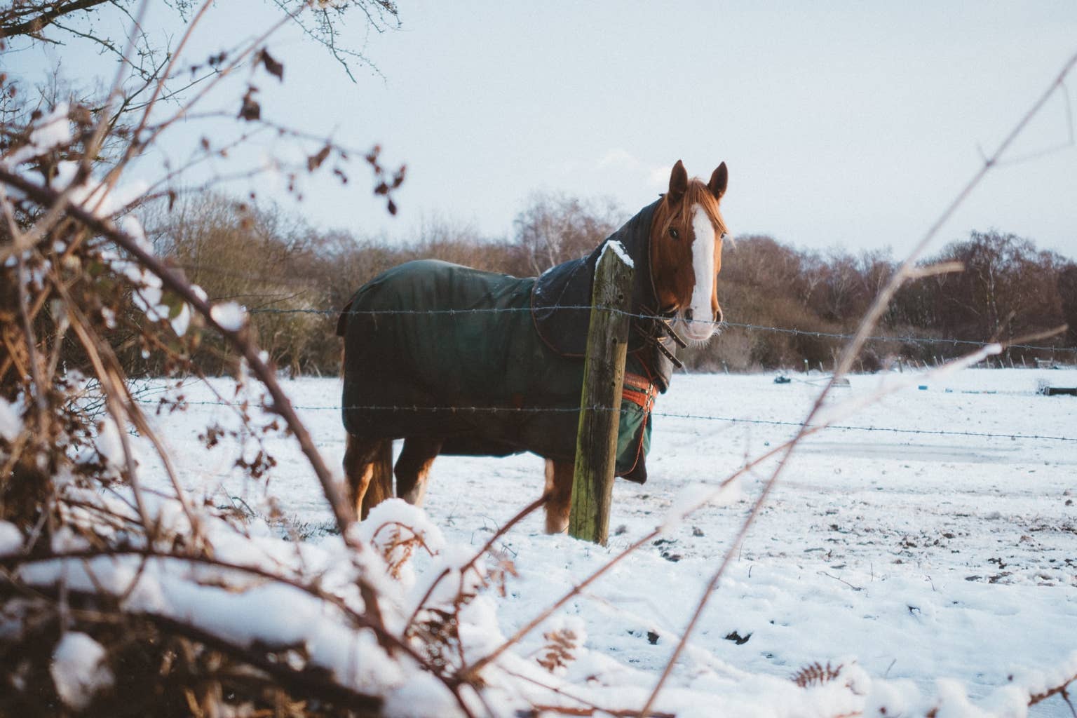How Do Horses Survive in Cold Weather: Essential Survival Secrets