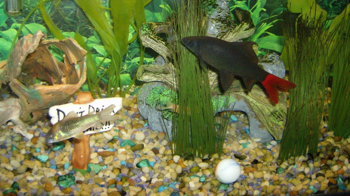 Fish Tank Setup for Easy-Care Fish: Simple Tips for Success