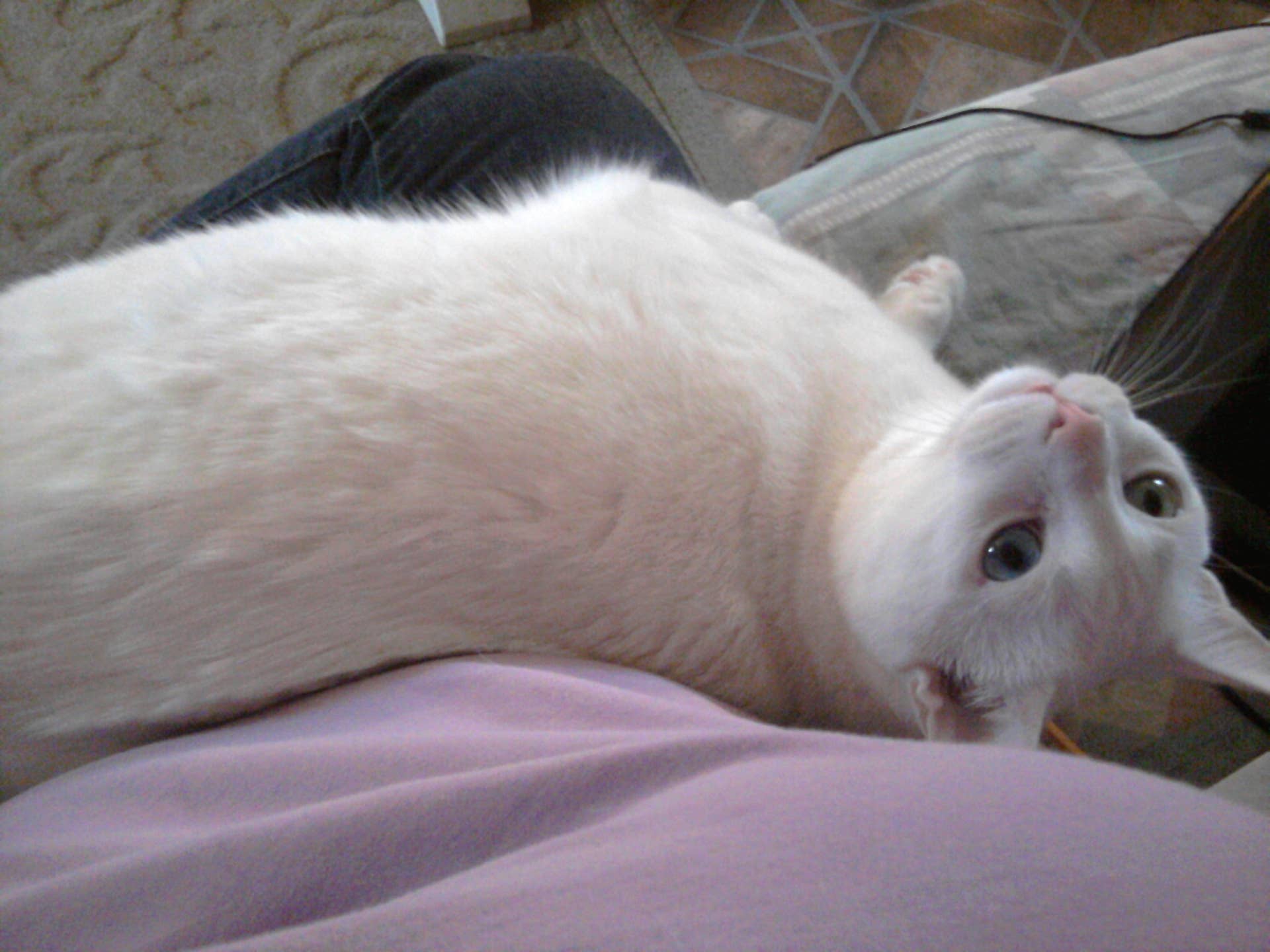 How Often Should Shorthair Cats Get Groomed: Essential Guide