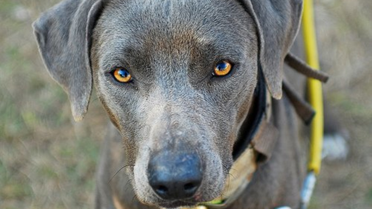 Blue Dog Breeds: Discover Rare and Stunning Varieties