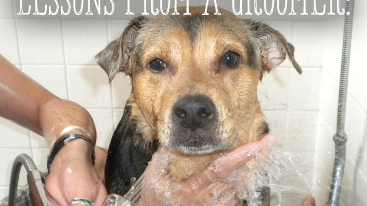Can I Wash My Dog With People Shampoo? Essential Safety Tips