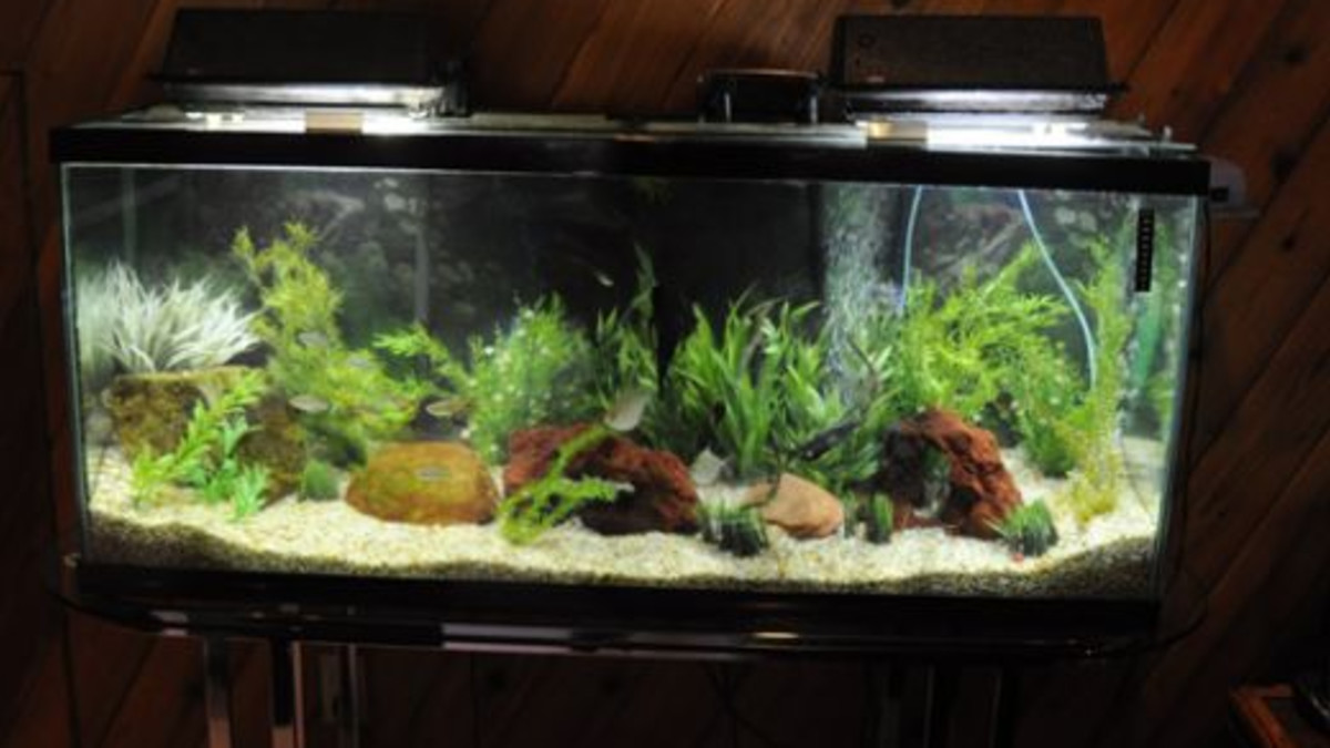 How to Prepare Water for Tropical Fish: Essential Tips for Success