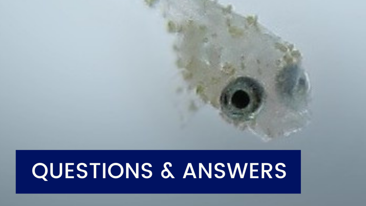 Betta Fry Survival Tips: Essential Secrets for Thriving Fry